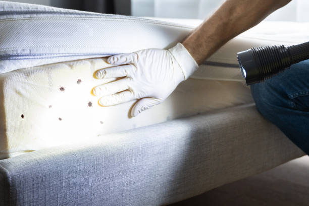Best Ant Control Services  in Baker, MT