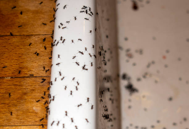 Best Wildlife Control Services  in Baker, MT